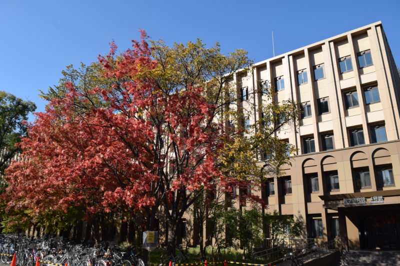 北海道大学理学研究院4号館前のナナカマドの紅葉