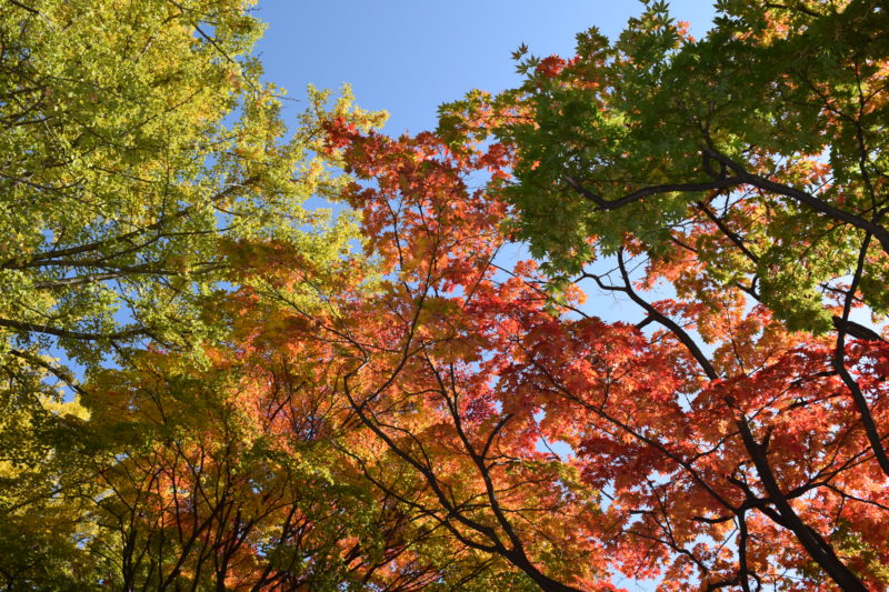 北海道大学の緑・黄・橙・黄と色づく葉