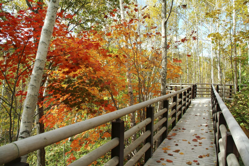 国営滝野すずらん丘陵公園の紅葉